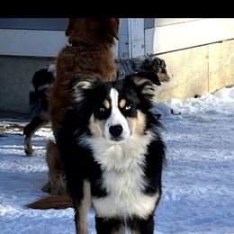 Lucy - Miniature Australian Shepherd