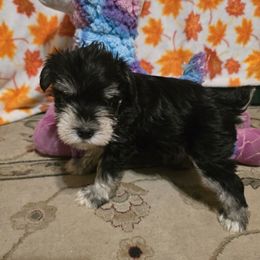 Miniature Schnauzer Puppies from BERNADETTE TOWNS