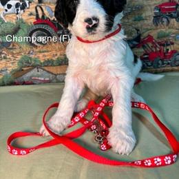 Champagne - Parti female Goldendoodle puppy in Water Valley, Mississippi from Olympian Doodles