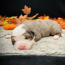 Ginger - Merle female Bernedoodle puppy in Idaho from Bernese By Barzees