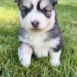 Tetra - Wolf sable female Pomsky puppy in Auburn, Washington from Periwinkle Pomskies