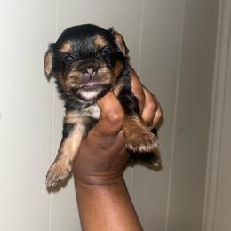 Darla 2500 - Black and tan female Yorkshire Terrier puppy in Gastonia, North Carolina from Banks Dynasty Kennel