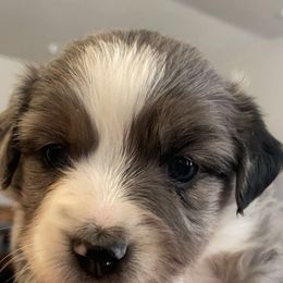 Pembroke Welsh Corgi and Toy Australian Shepherd Puppies from Double Bar H Corgis & Aussies