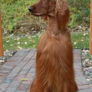 Irish Setters from ODMAD Dog Training