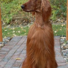 Irish Setters from ODMAD Dog Training