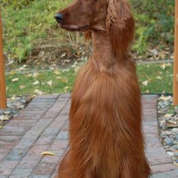 Irish Setters from ODMAD Dog Training
