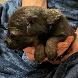 No collar female - Black and red female German Shepherd puppy in Garrett, Indiana from Devil-Dog Shepherds