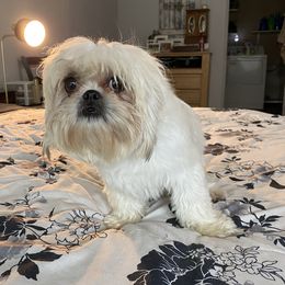 Rosie - Shih Tzu