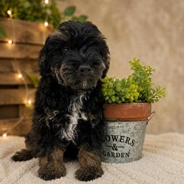 Bandit- F1B Mini AussieDoodle Boy in NC- Black Phantom - Black phantom male Aussiedoodle puppy in Stokesdale, North Carolina from His and Hers Poodles and Doodles