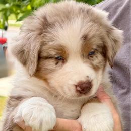 Foxglove - Red merle male Australian Shepherd puppy in Clover, South Carolina from Jo’s Aussies