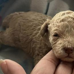 Poodles from Herdez’s Poodles