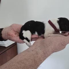 Maroon Collar - White female Borzoi puppy in Wichita, Kansas from Kaos Kennel