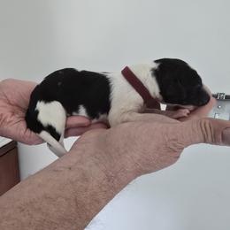 Maroon Collar - White female Borzoi puppy in Wichita, Kansas from Kaos Kennel