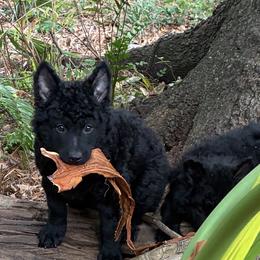 Mudi puppies from Gemini Dream Mudi