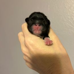 Noel - Black and white male Shih Tzu puppy in Dallas, Texas from Almost Heaven Shih Tzu