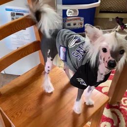 Chinese Crested All Grown Up from Piccadilly Pups