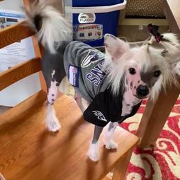 Chinese Crested All Grown Up from Piccadilly Pups