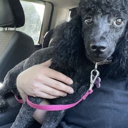 Betty - Poodle