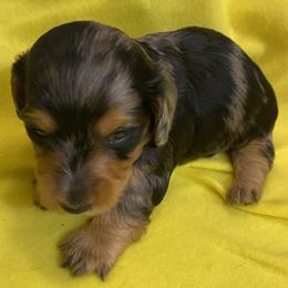 MICKI AKC REGISTERED MALE - Dapple male Dachshund puppy in Elizabethtown, Kentucky from Teeny Tiny Puppy Tails