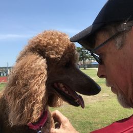 Poodle Puppies from Prissy Pants Poodles LLC