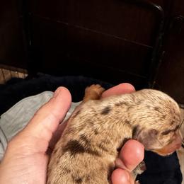 Sprig - Isabella dapple male - Dapple male Dachshund puppy in Indian Trail, North Carolina from Hilda’s Teenie Weenies