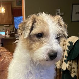 Russell Terrier Puppies from Acorn Ridge JRT