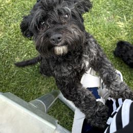 Merlin - Black and white male Cavapoo puppy in Albuquerque, New Mexico from Enchantment Cavapoo & Pugapoo Puppies