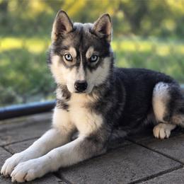 Cricket - Agouti and white female Siberian Husky puppy in Lakebay, Washington from Cascade Siberians
