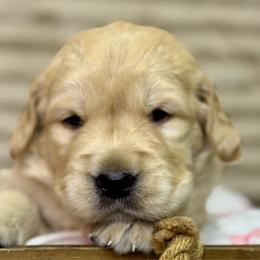 Miss Dark Purple - Golden female Golden Retriever puppy in Tonasket, Washington from Denzil’s Goldens