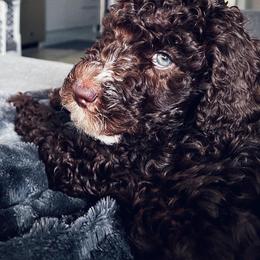 Aussiedoodle and Goldendoodle Puppies from Dandy Doodle Ranch