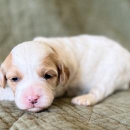 Dottie - Blenheim female Cavapoo puppy in Kennewick, Washington from The Little Park Farm