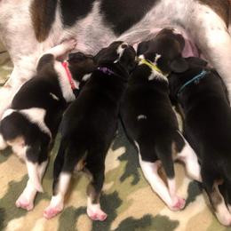 Beagle Puppies from Beech Grove Beagles