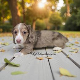 Doc - Chocolate and cream male Dachshund puppy in Oklahoma City, Oklahoma from OkieDoxieland Dachshunds