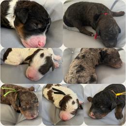 Bernedoodle, Cockapoo, and Goldendoodle Puppies from Avery Doodle Day LLC