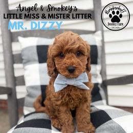 Boy 2 - Red  male Goldendoodle puppy in Anderson, South Carolina from Brinkerhoff Doodle Farm