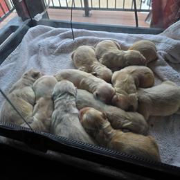 Boy 2 - Golden male Golden Retriever puppy in Edgerton, Wisconsin from ERSA Acres Golden Retrievers...limited registration only offered, AKC Moyen and Miniature Poodles