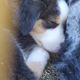 Australian Shepherd Puppies from MONTACC Australian Shepherds