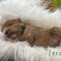 Leroy - Apricot male Goldendoodle puppy in Jonesboro, Arkansas from Honeysuckle Creek Goldendoodles