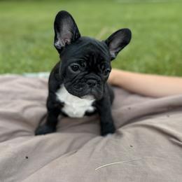 French Bulldog Puppies from Fair Towne Frenchies