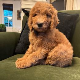 Lincoln - Apricot male Goldendoodle puppy in De Land, Florida from Rezapour Doodle Estate
