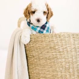 Goldendoodle Puppies from Dashing Doodle Pups