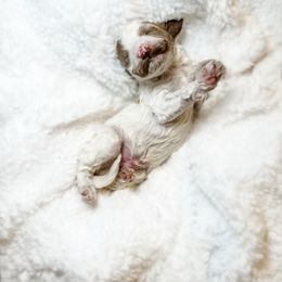 Australian Labradoodle, Bernedoodle, and Cavapoo Puppies from Doodles of Oz