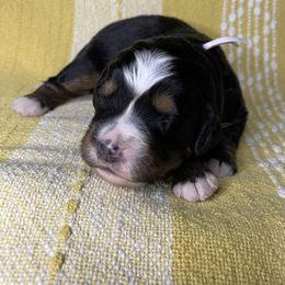 Bernese Mountain Dog Puppies from Hilltop K9