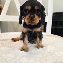 Commit - Black and tan male Cavalier King Charles Spaniel puppy in Winnemucca, Nevada from Ruby Mountain Cavaliers