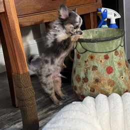 Rocky - Merle male Chihuahua puppy in Summerfield, Florida from Uey’s Chihuahuas