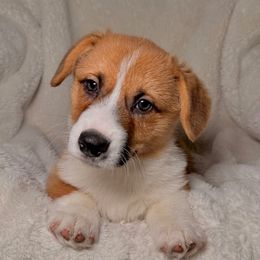 Moose - Red male Pembroke Welsh Corgi puppy in Northwood, Iowa from Sorrel Sands Corgis