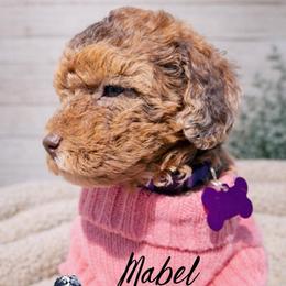 Nola - Merle female Whoodle puppy in Knoxville, Tennessee from Fleury Farm Doodles TN