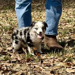 Rizzo - Yellow Collar - Blue merle female Miniature Australian Shepherd puppy in Lacombe, Louisiana from Indigo River Toy & Mini Aussies