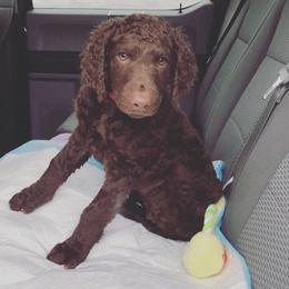 Curly-Coated Retriever Puppies from Podunk CCRs in partnership with Stapaules/Thompson
