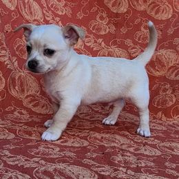 Gilbert - Cream male Chihuahua puppy in Chesapeake, Virginia from Elsbeth's Chihuahuas